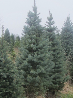 pine image